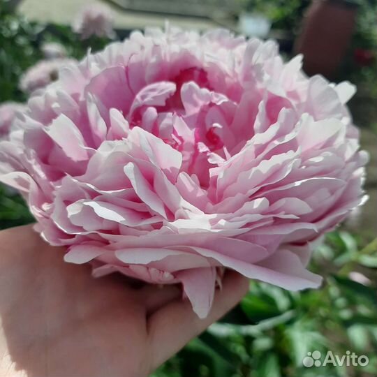 Пион Сара Бернар