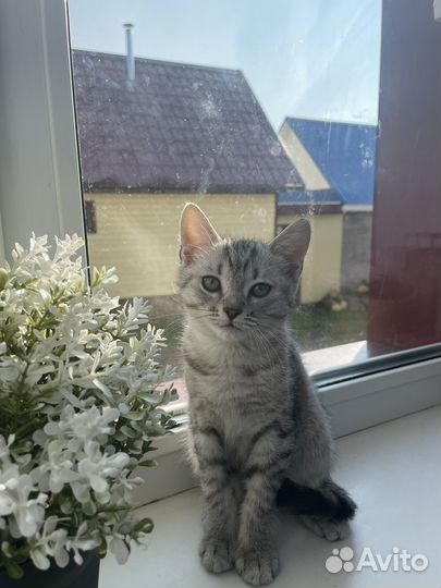 Котенок в добрые руки