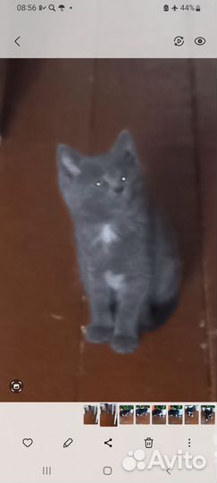 Котенок мальчик бесплатно