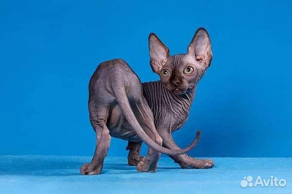 Эльф, Канадский сфинкс