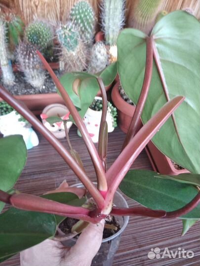 Комнатные растения