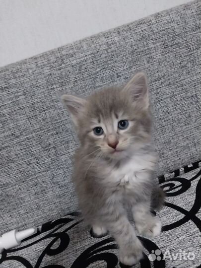Котятки в добрые руки