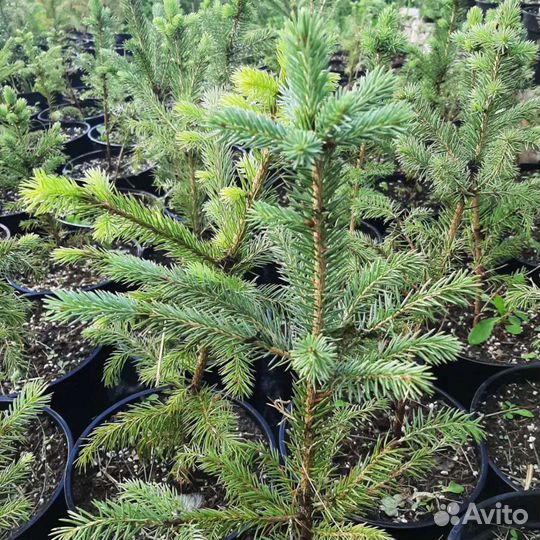 Саженцы хвойных деревьев