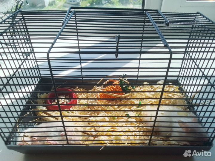 Клетка с грызунами