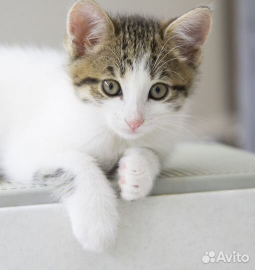 Котенок (мальчик) 2 мес в добрые руки