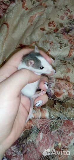 Крысята дамбо