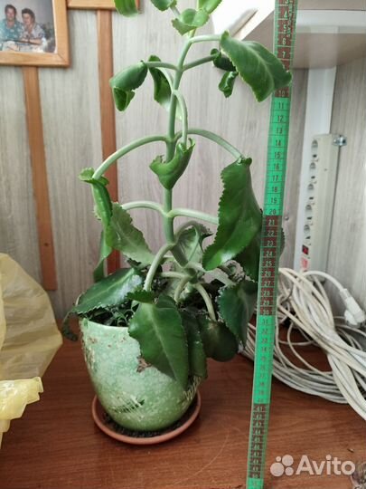 Каланхоэ лечебное