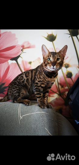 Бенгальские котята 25.12.2024