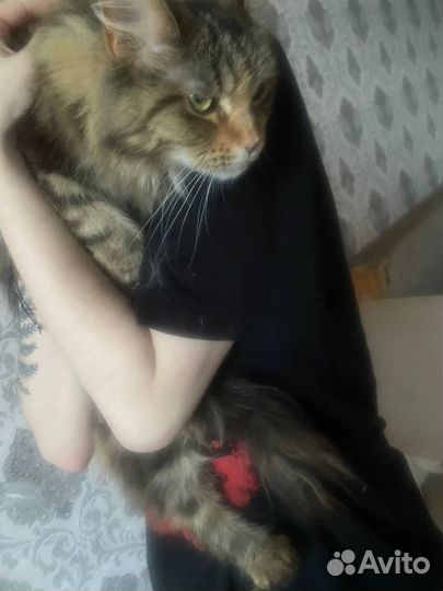 Кошки Мэйн кун