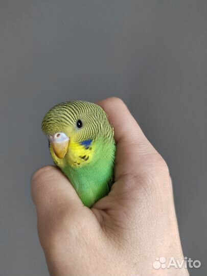 Волнистый попугай