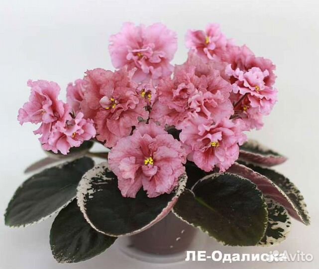 Фиалки (лист с/срез)