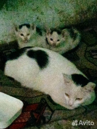 Котята в добрые руки