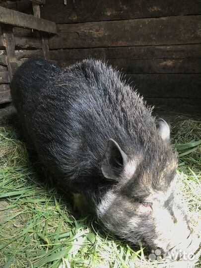 Вьетнамский хряк