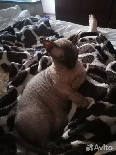 Кот бесплатно