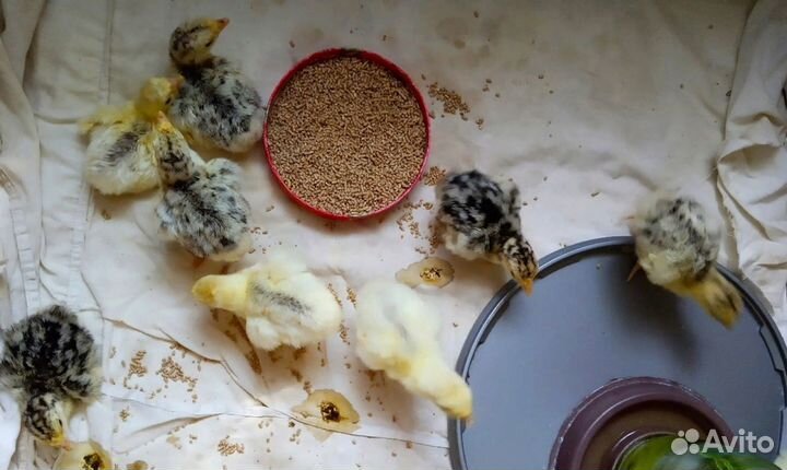 Продаются индюшата бронзовые