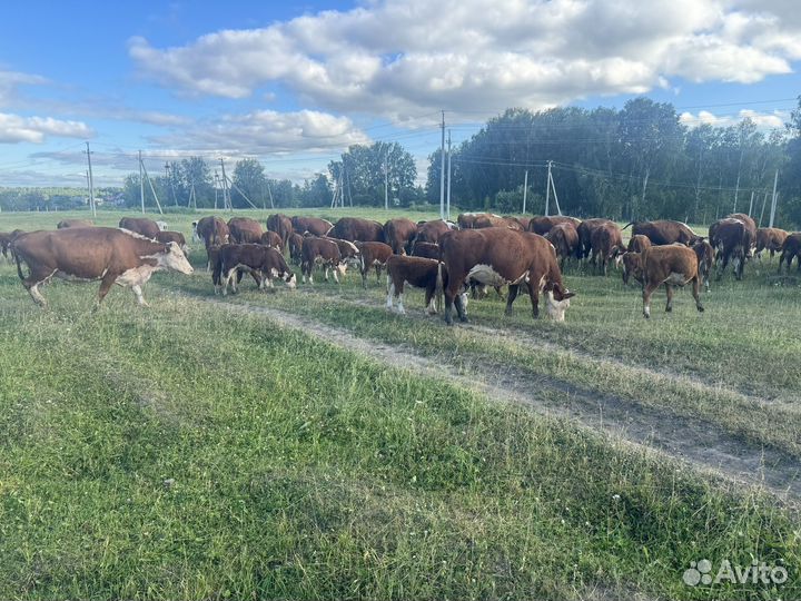 Продам коров мясной породы Герефорд