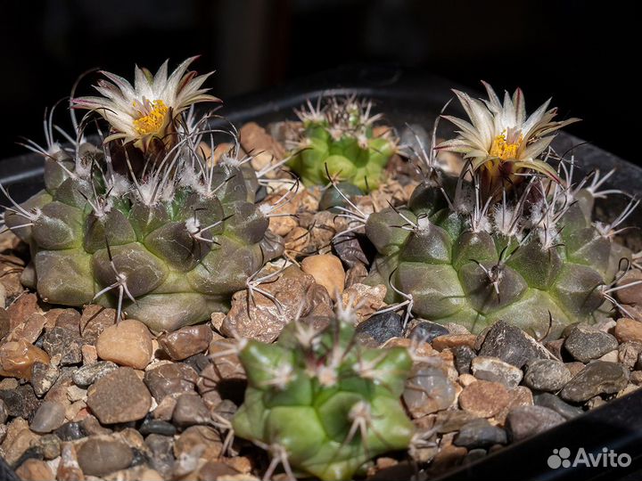 Семена кактусов