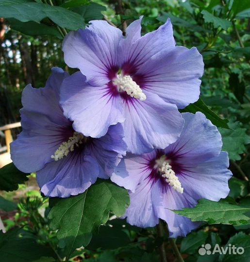 Гибискус пестролистный