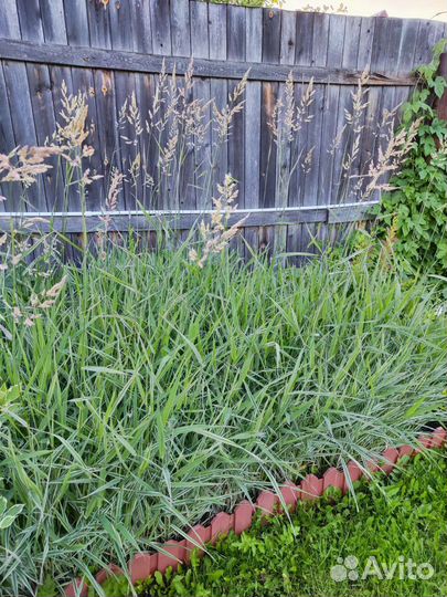 Фалярис- декоративная трава