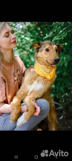 Собака Лобзик из приюта в семью