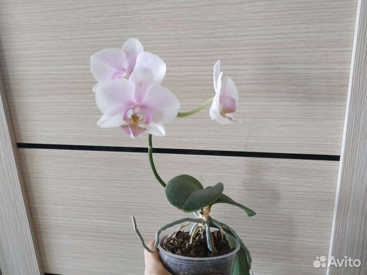 Орхидея фаленопсис