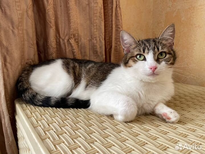 Добрая и нежная Полумна ищет дом