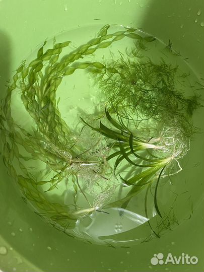 Растения для аквариума/прополка