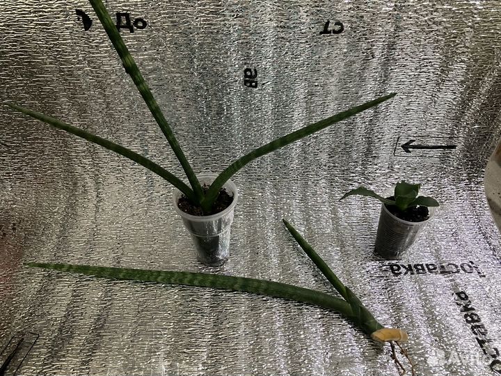 Сансевиерии сортовые