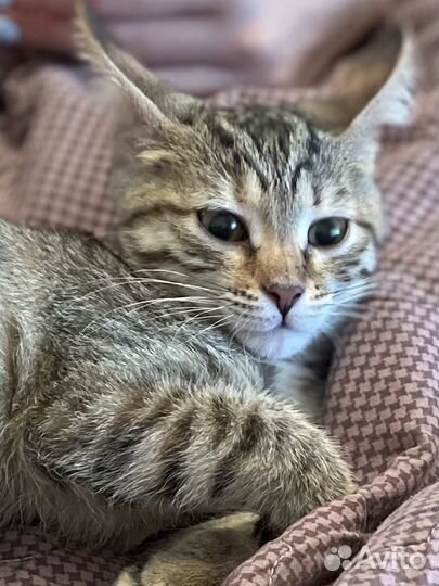 Найден котёнок