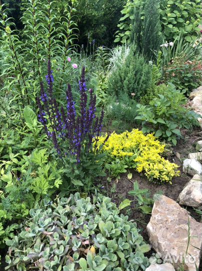 Очитки, почвопокровные