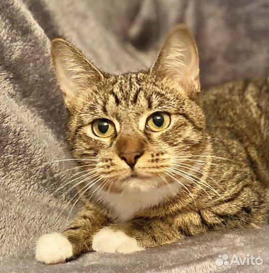 Метис с мейнкуном девочка Даша