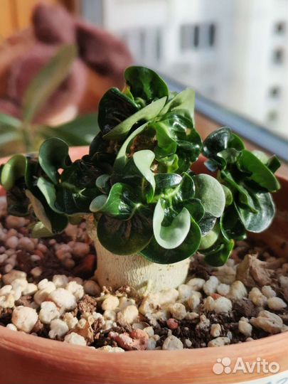 Адениум барашек из махровых семян