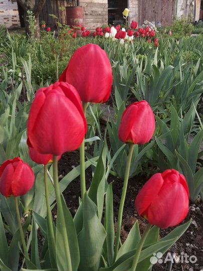 Тюльпаны красные луковицы