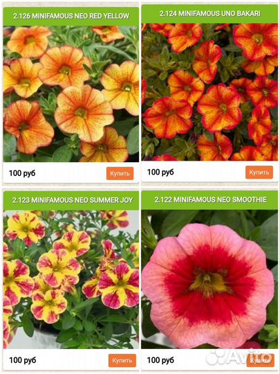 Черенки калибрахоа в наличии