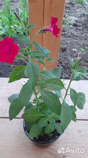 Петуния вегетативная