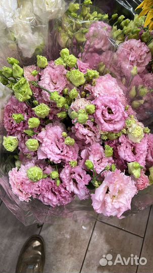 Лизиантус (эустома) оптом и в розницу