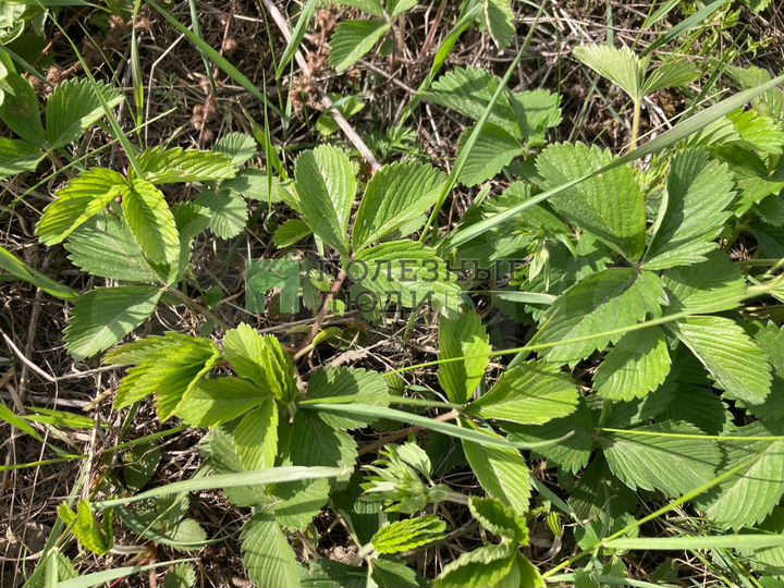 Участок 16,3 сот. (ИЖС)