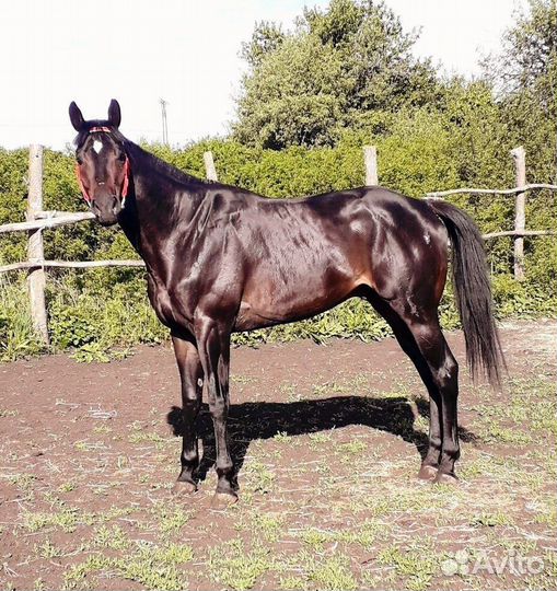Английский чистокровный жеребец для случки