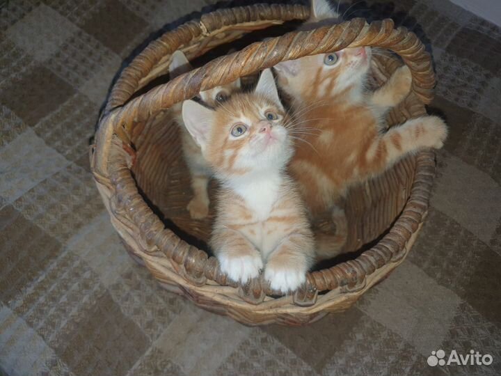 Котята в добрые руки мальчики