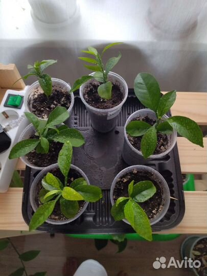 Саженцы мандарина