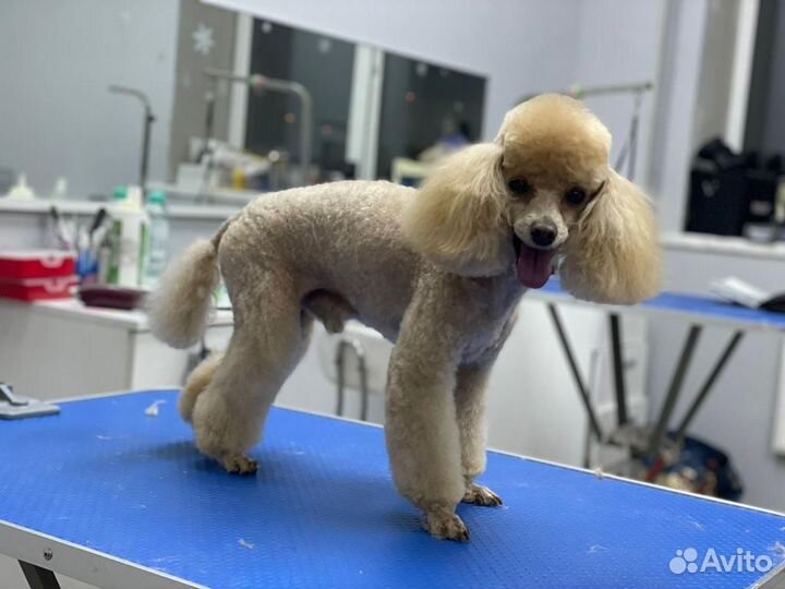 Курсы Груминга