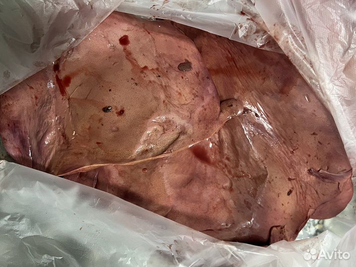 Печень говяжья на корм собакам