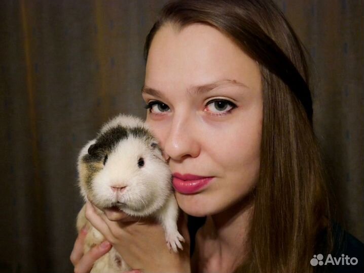 Передержка морских свинок. Бесплатно