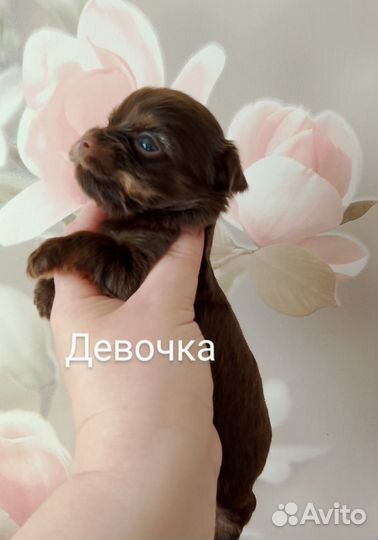 Шоколадный йорк