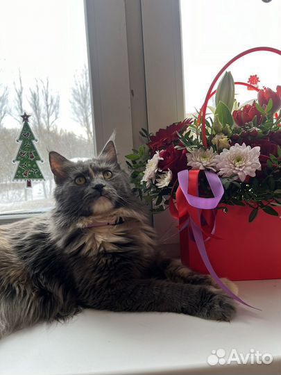 Мейн-кун котенок