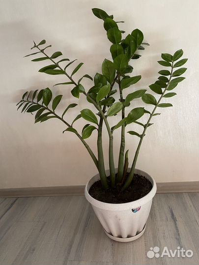 Замиокулькас