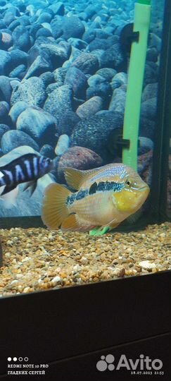 Самец Сальвини