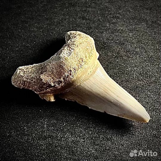 Зуб акулы Otodus окаменелость ископаемое