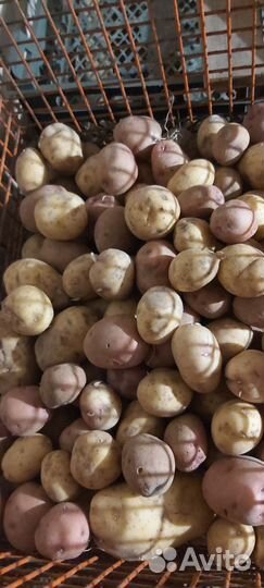 Картофель на еду, картофель семенной