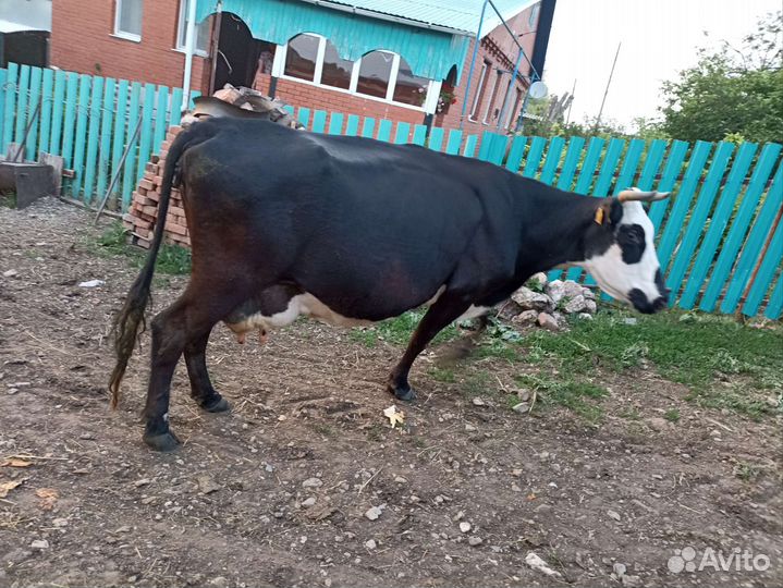 Животные крс
